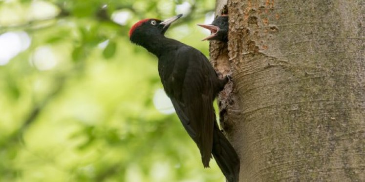 Foto: Vogelwandeling over De Dellen