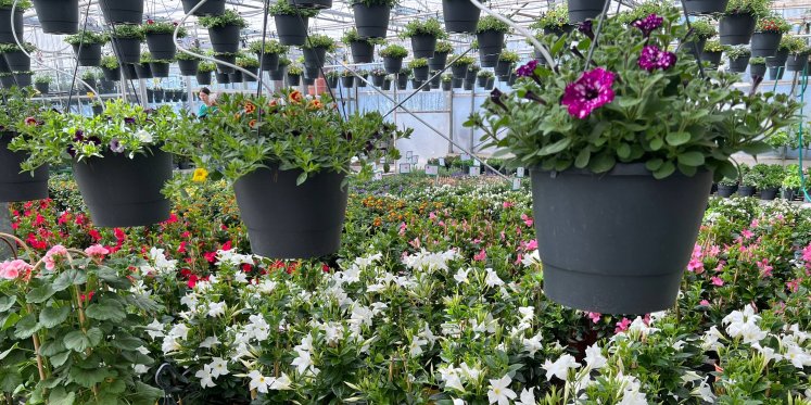 Foto: Klanten komen hier voor planten en een praatje