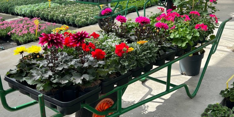 Foto: Klanten komen hier voor planten en een praatje