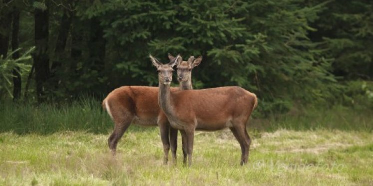 Foto: Wildobservaties op landgoed De Dellen
