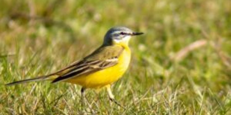 Foto: Twee IVN-excursies op zondag 10 mei