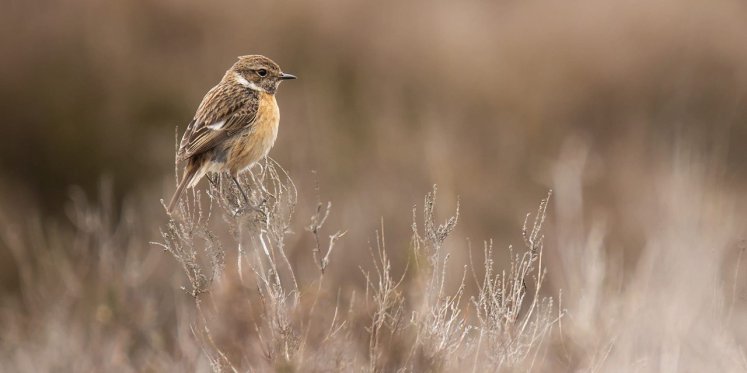 Foto: Boswachter Alex schetst harde realiteit van natuurbrand op 't Harde: 'Dieren levend verbrand'