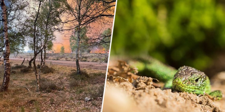 Foto: Boswachter Alex schetst harde realiteit van natuurbrand op 't Harde: 'Dieren levend verbrand'
