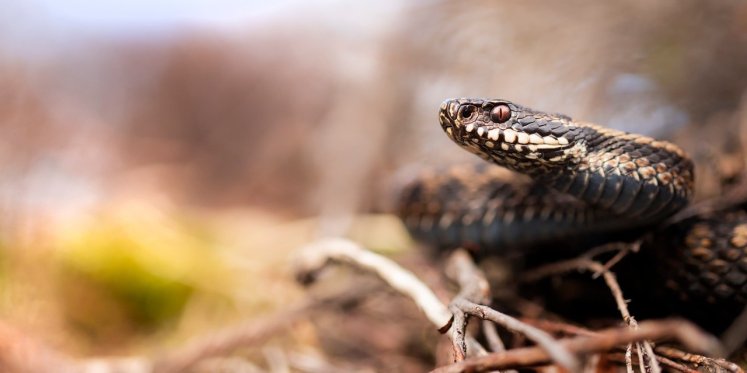 Foto: Boswachter Alex schetst harde realiteit van natuurbrand op 't Harde: 'Dieren levend verbrand'