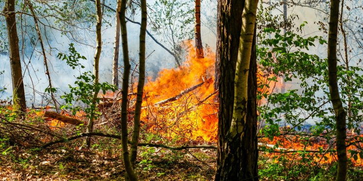 Foto: UPDATE: Brand Kootwijk 'in de kiem gesmoord', brand in Harderwijk ook onder controle