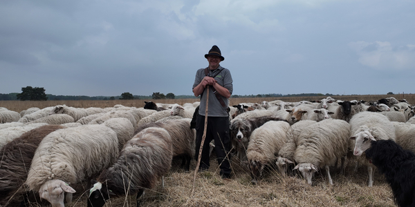 Foto: ‘Ze doen meer dan grazen’: deze schapen van herder Jeroen veranderen het Speulderveld