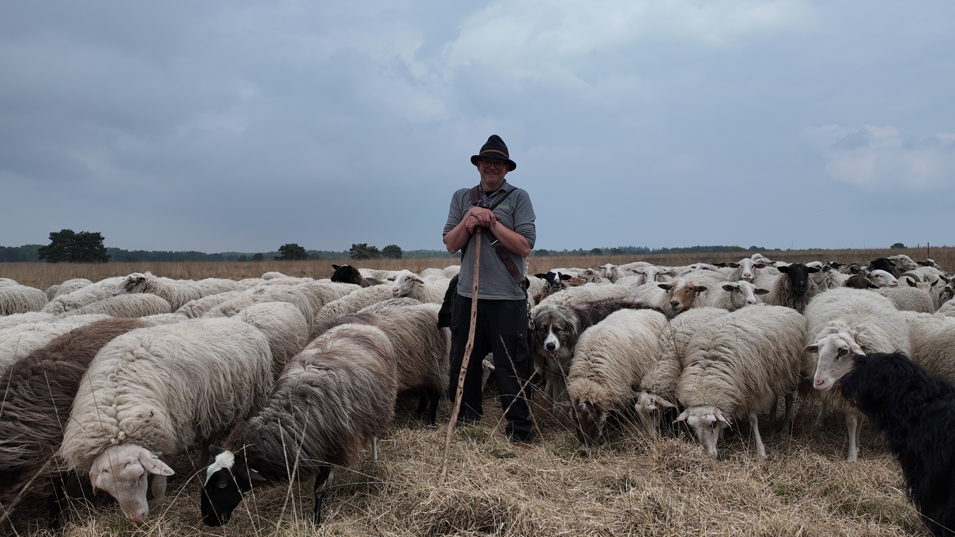 ‘Ze doen meer dan grazen’: deze schapen van herder Jeroen veranderen het Speulderveld