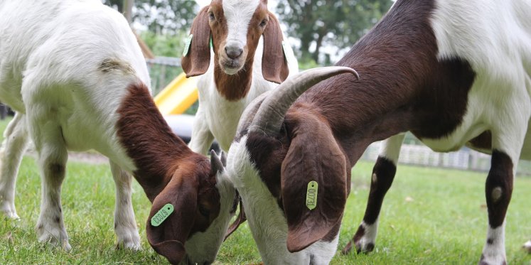 Foto: Vrijwilligers gezocht bij Kinderboerderij De Voskuilerhoeve