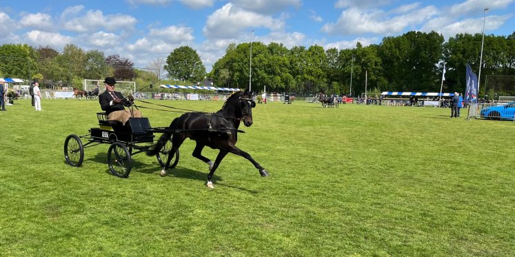 Foto: Traditie leeft voort bij Tuigpaardenconcours in Doornspijk