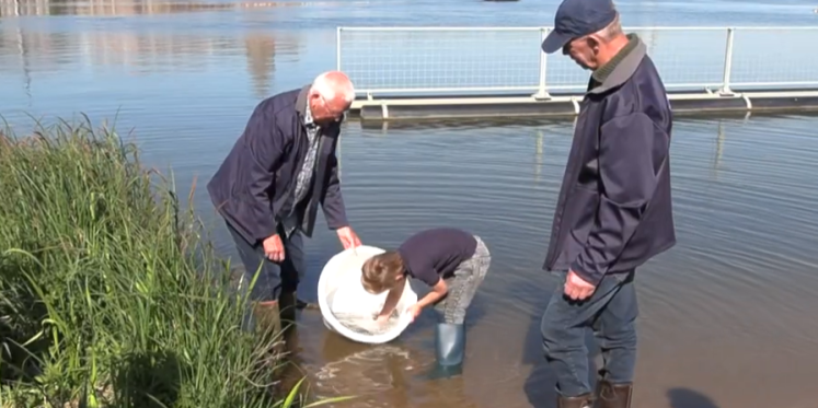 Foto: VIDEO: Duizenden jonge palingen uitgezet in IJssel en Zwartewater