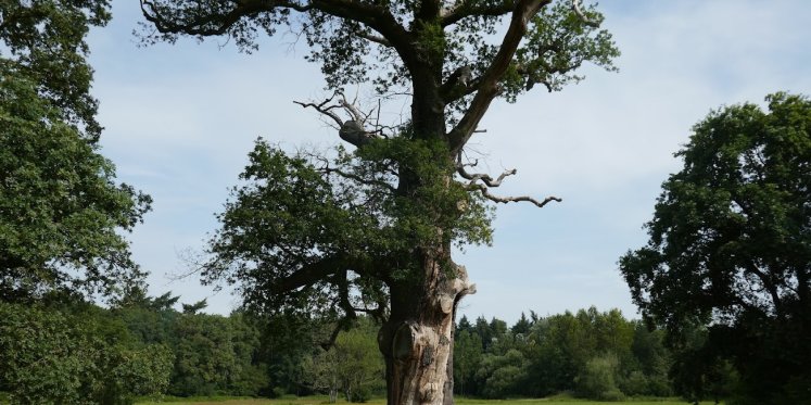 Foto: Voorlichting over de laatste levensfase bij IntermeZZo