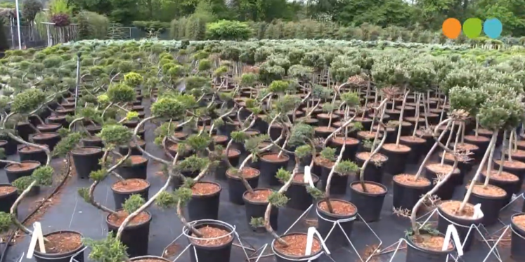 Foto: VIDEO: Bedrijf in Beeld: internationale plantenhandel achter opvallend pand aan de Bovenheigraaf