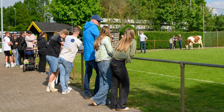 Foto: Tamme koe verandert "Schijt je Rijk" in "Zeik je Rijk”