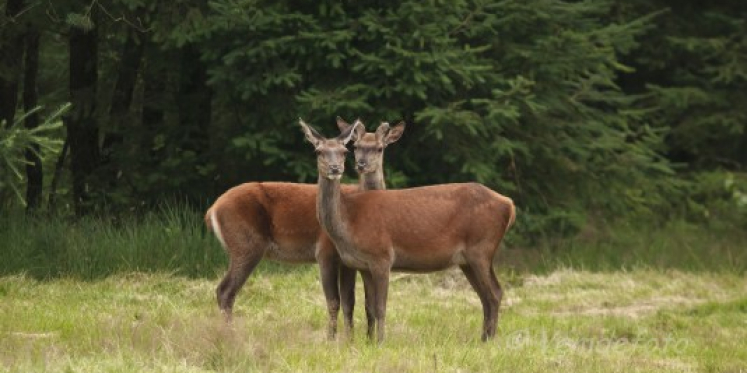 Foto: Wildobservaties op landgoed De Dellen in juni