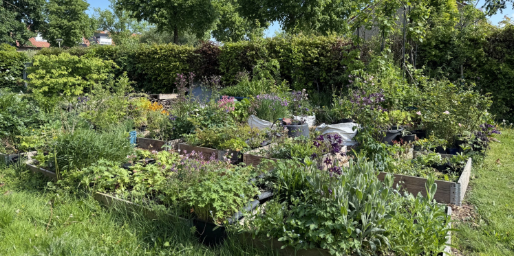 Foto: Hoe Margreet met afgedankte planten een ontmoetingsplek voor buurtbewoners creëerde