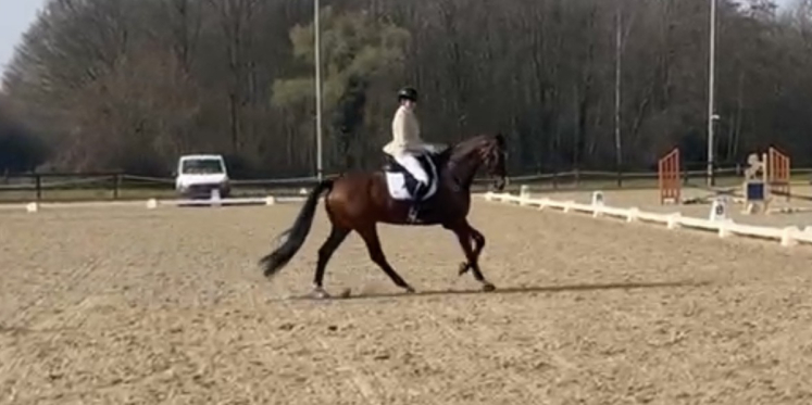 Foto: Derde prijs voor Mandy Koops met haar paard L’Expression