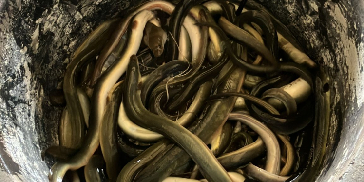 Foto: Tussen Netten en Natuur: Visserijweekend in Elburg