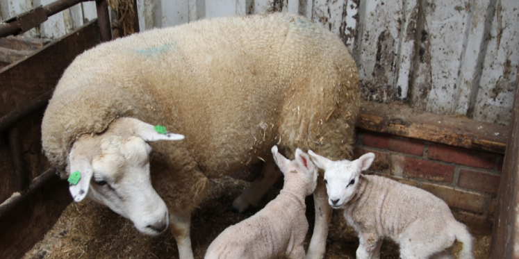 Foto: Ben Kanis over het Schaapscheerdersfeest en opening kinderboerderij bij De Bovenstreek