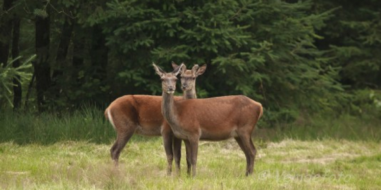 Foto: Wildobesrvatie landgoed De Dellen