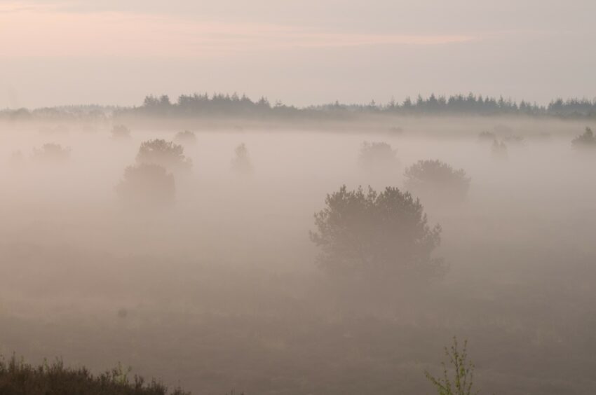 Foto: Bosbaden - Bewustzijn in de natuur