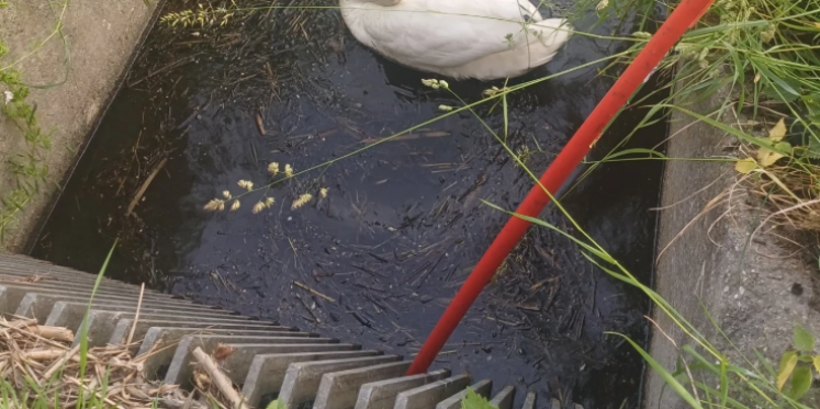 Foto: Brandweer Wezep redt jonge zwaantjes uit benarde situatie