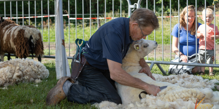 Foto: Wethouder Beert Flier schoor eerste schaap tijdens het schaapsscheerderfeest