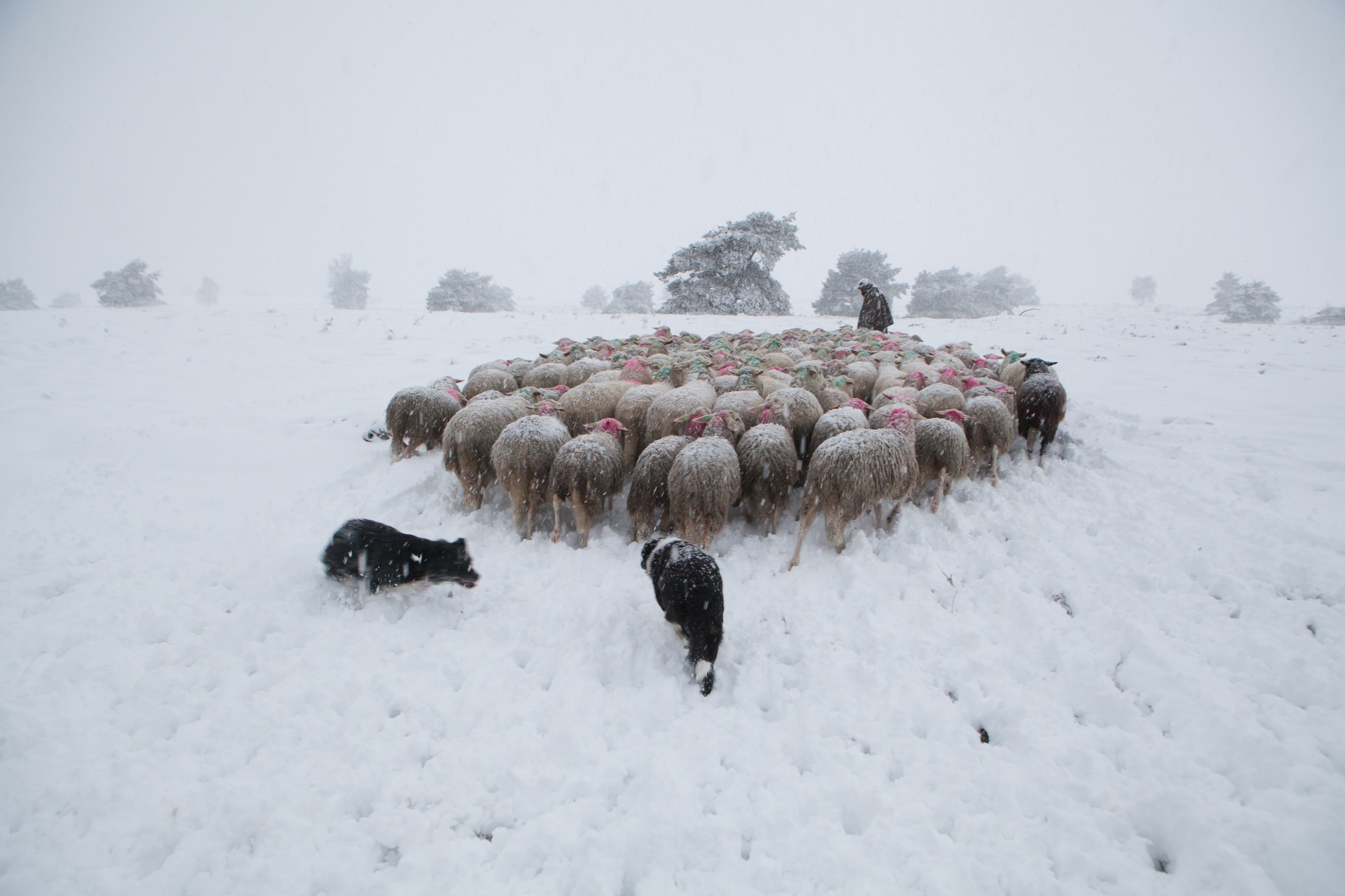 Foto: Achter de foto's van herder Marc schuilt een wereld vol verhalen