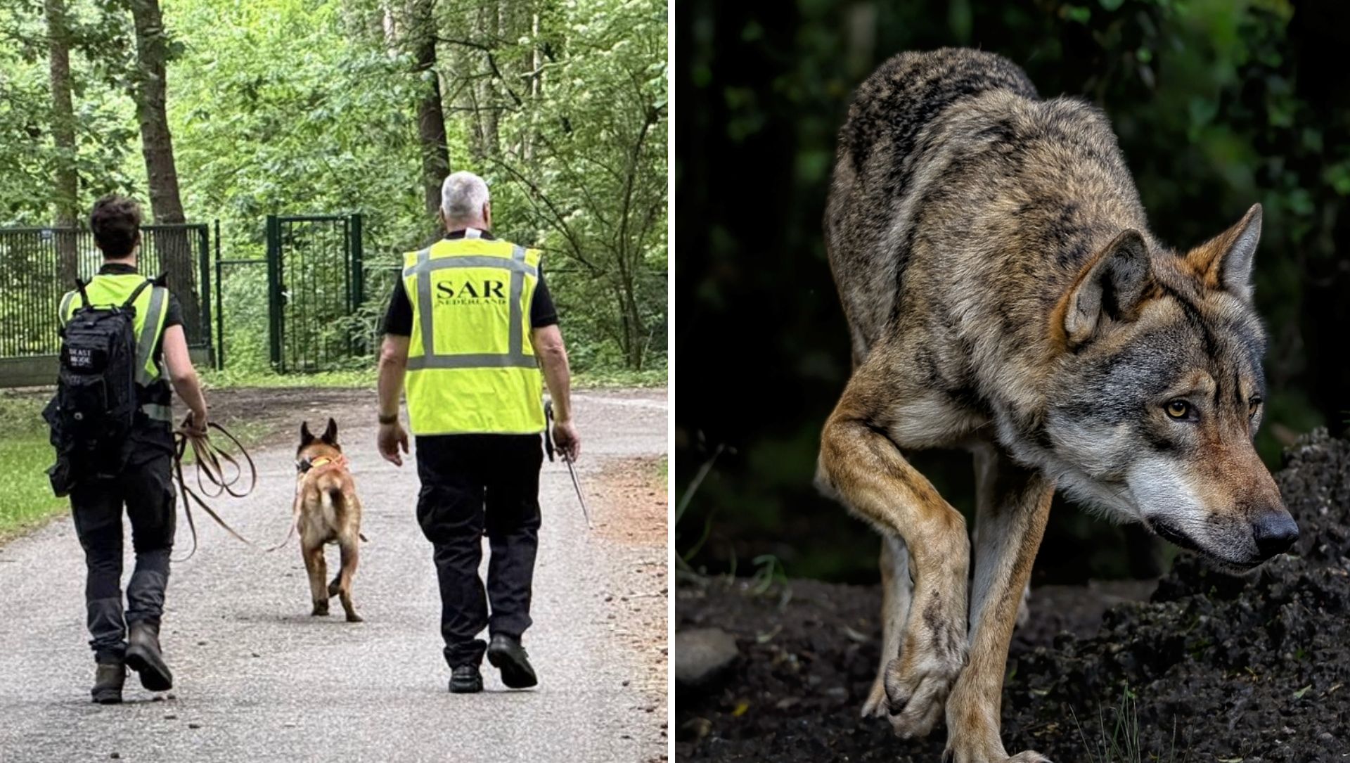 Foto: ‘Wolf hield zoekactie tegen’ blijkt anders te liggen: alleen speurhonden gingen terug
