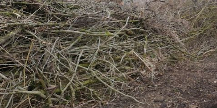 Foto: Laat gratis uw grof tuinafval ophalen
