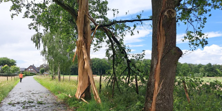 Foto: Bliksem raakt twee bomen in Elspeet, weg afgesloten