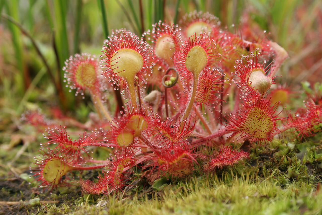 Foto: Bijzondere planten excursie