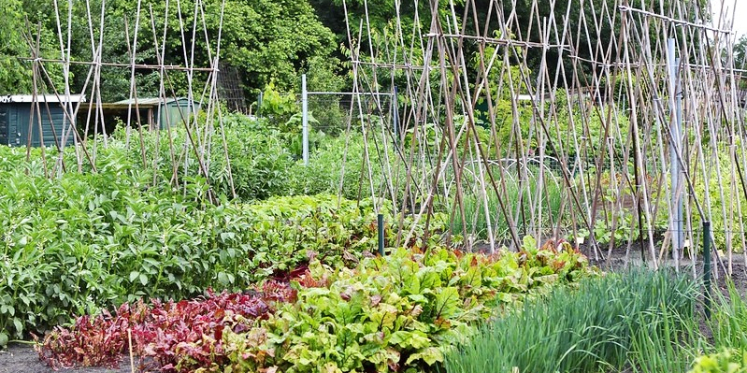 Foto: Initiatief voor nieuwe volkstuin in Wezep: „Een volkstuin gaat verder dan alleen het verbouwen van groenten en fruit”