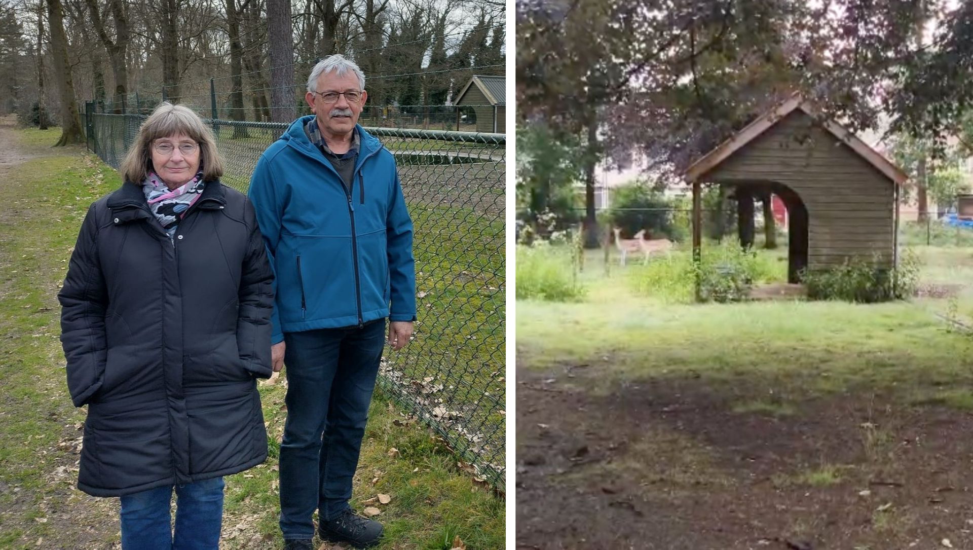 Foto: Opluchting bij buurtbewoners: herten huppelen weer door het hertenkamp