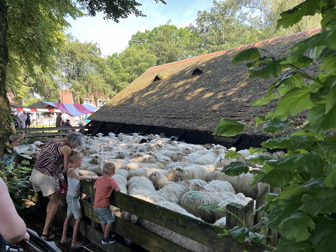 Foto: Schaapscheerdersfeest Elspeet: Traditie en jubileum