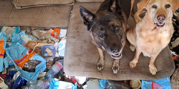 Foto: Vogels, katten en honden weggehaald uit woning vol afval in gemeente Elburg