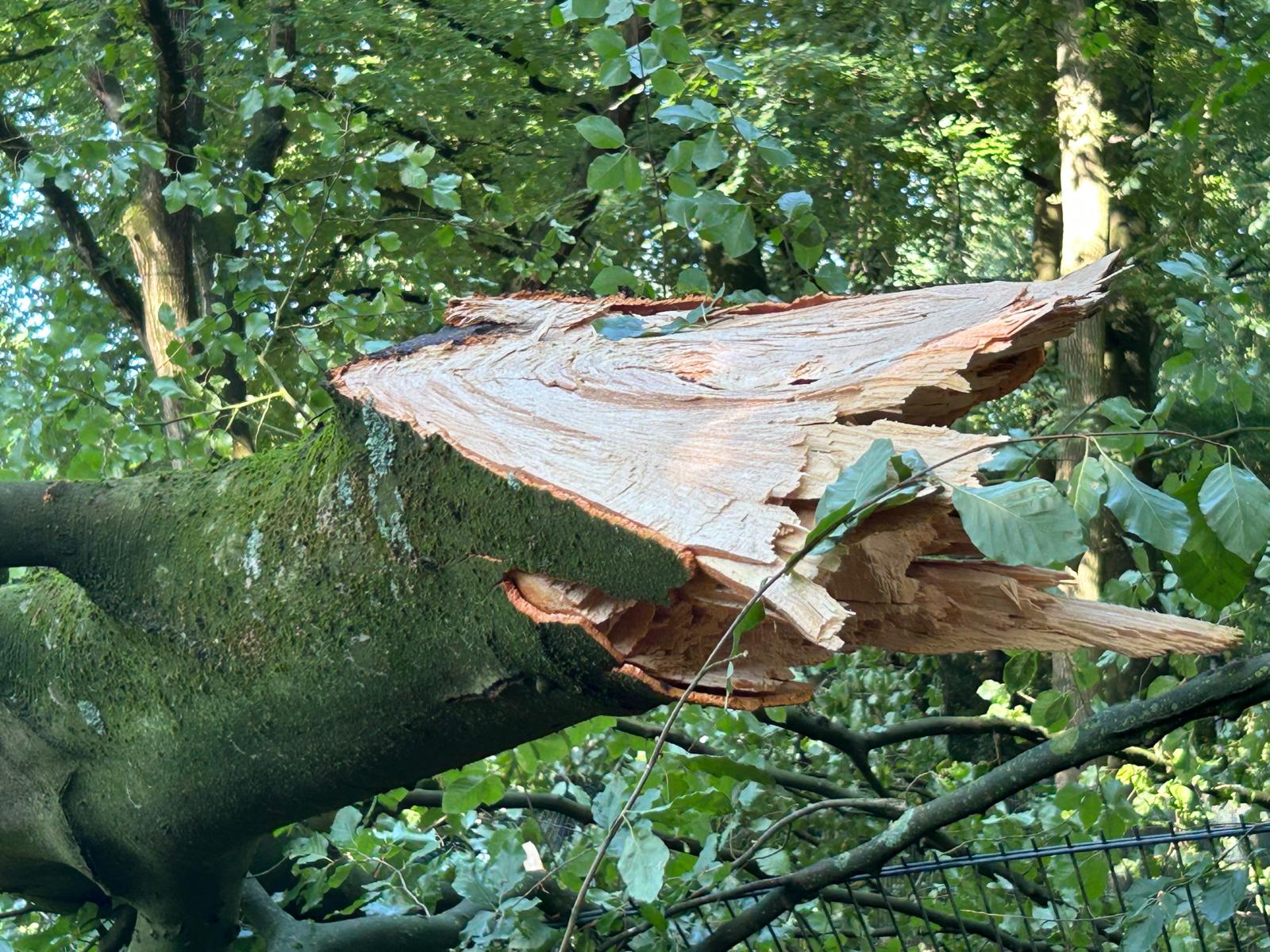 Foto: Deel van boom knakt af bij hertenkamp aan Oosteinderweg