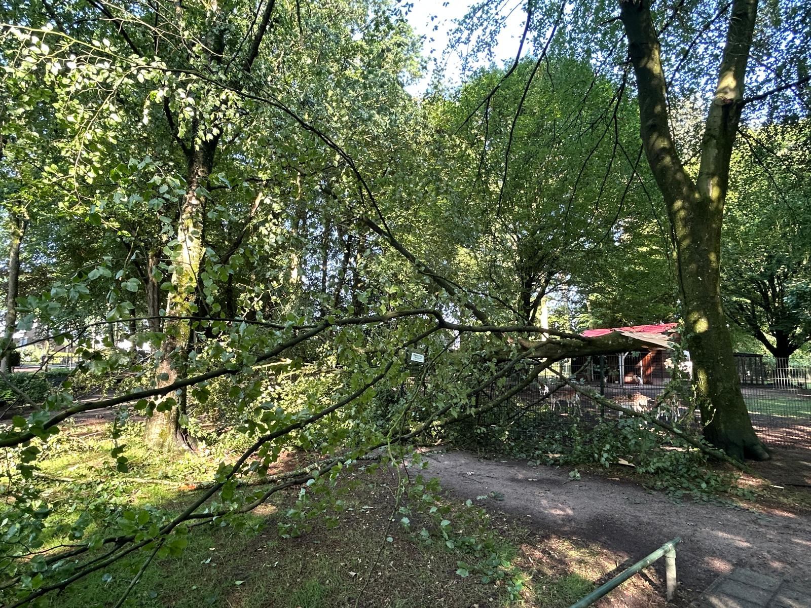 Deel van boom knakt af bij hertenkamp aan Oosteinderweg