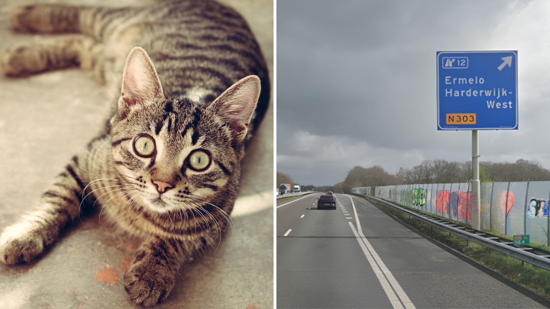 Foto: Verdwaalde kat langs A28 gevangen, maar eigenaar nog onbekend