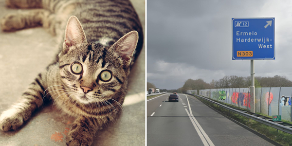 Foto: Verdwaalde kat langs A28 gevangen, maar eigenaar nog onbekend