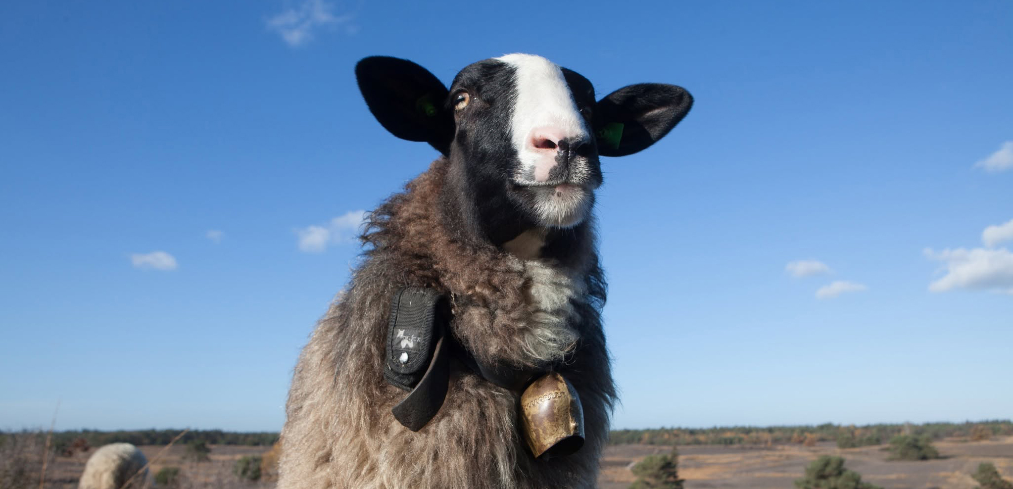 Foto: Tommy was het oudste schaap van de Elspeter kudde, maar nu is hij er niet meer