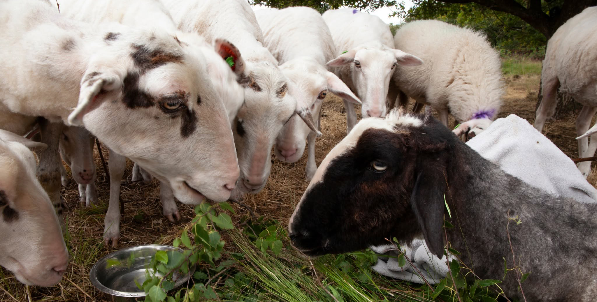 Foto: Tommy was het oudste schaap van de Elspeter kudde, maar nu is hij er niet meer