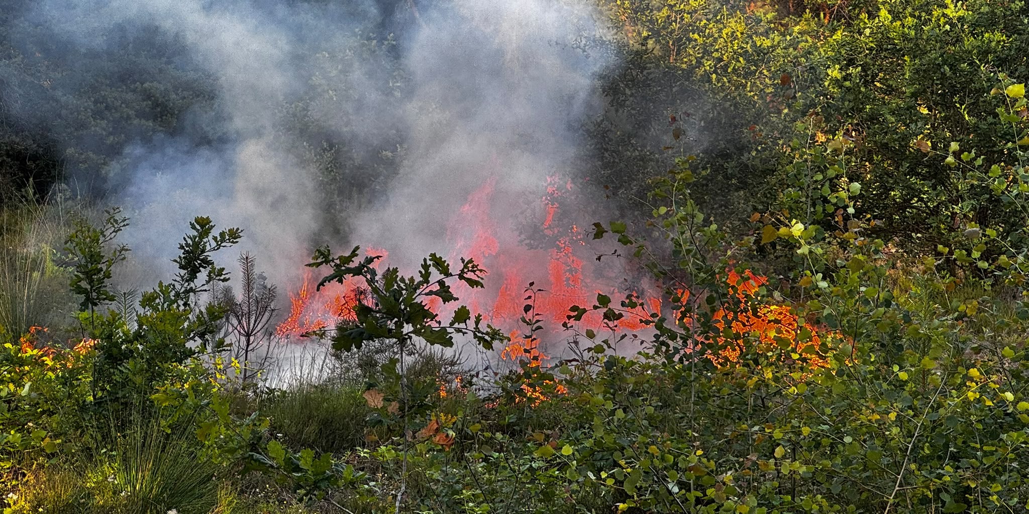 Heidebrand in Elspeet snel onder controle