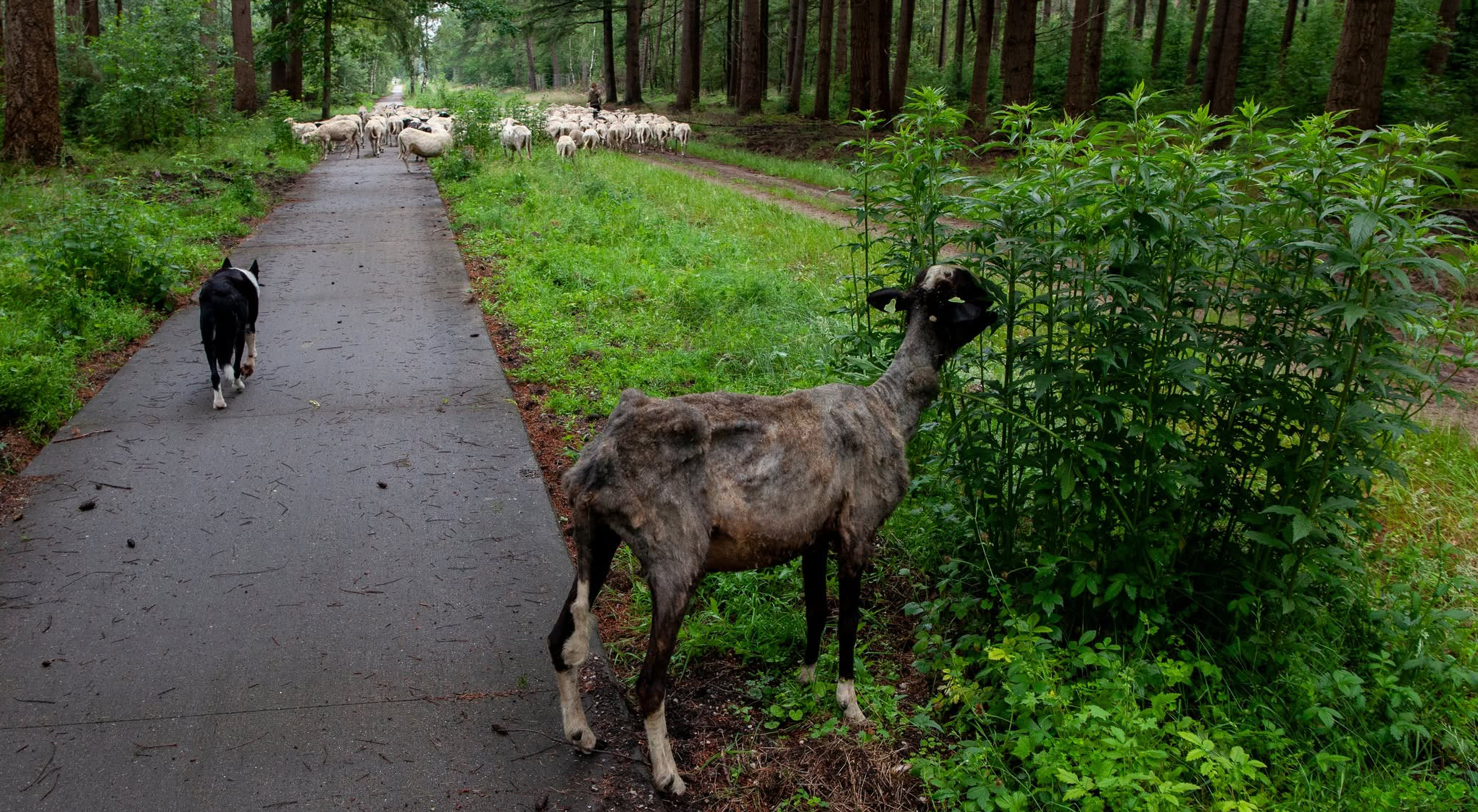 Foto: Tommy was het oudste schaap van de Elspeter kudde, maar nu is hij er niet meer