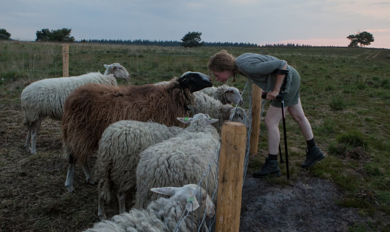 Foto: Tommy was het oudste schaap van de Elspeter kudde, maar nu is hij er niet meer