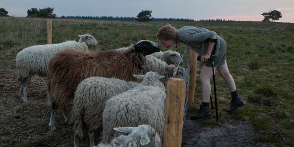 Foto: Tommy was het oudste schaap van de Elspeter kudde, maar nu is hij er niet meer