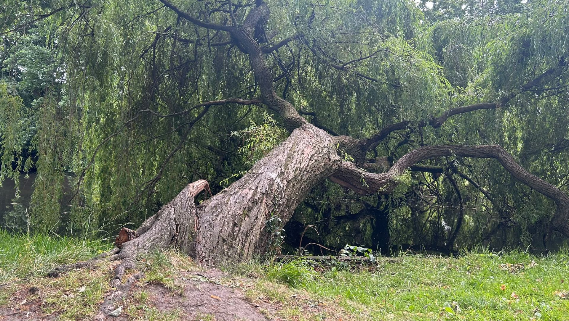 Foto: 'Bekendste boom van Elburg' waarschijnlijk weg: kan hij nog worden gered?