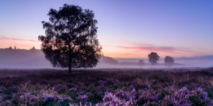 Foto: Ochtendwandeling over de Tongerense Heide
