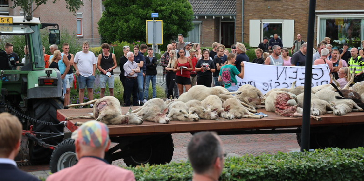 Foto: Schapenhouders vragen aandacht voor gevolgen van de wolf