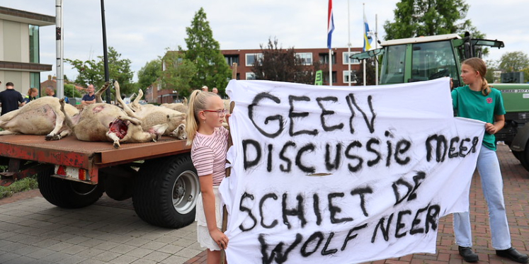 Foto: Demonstranten rijden kar met twintig dode schapen door dorp uit protest tegen de wolf