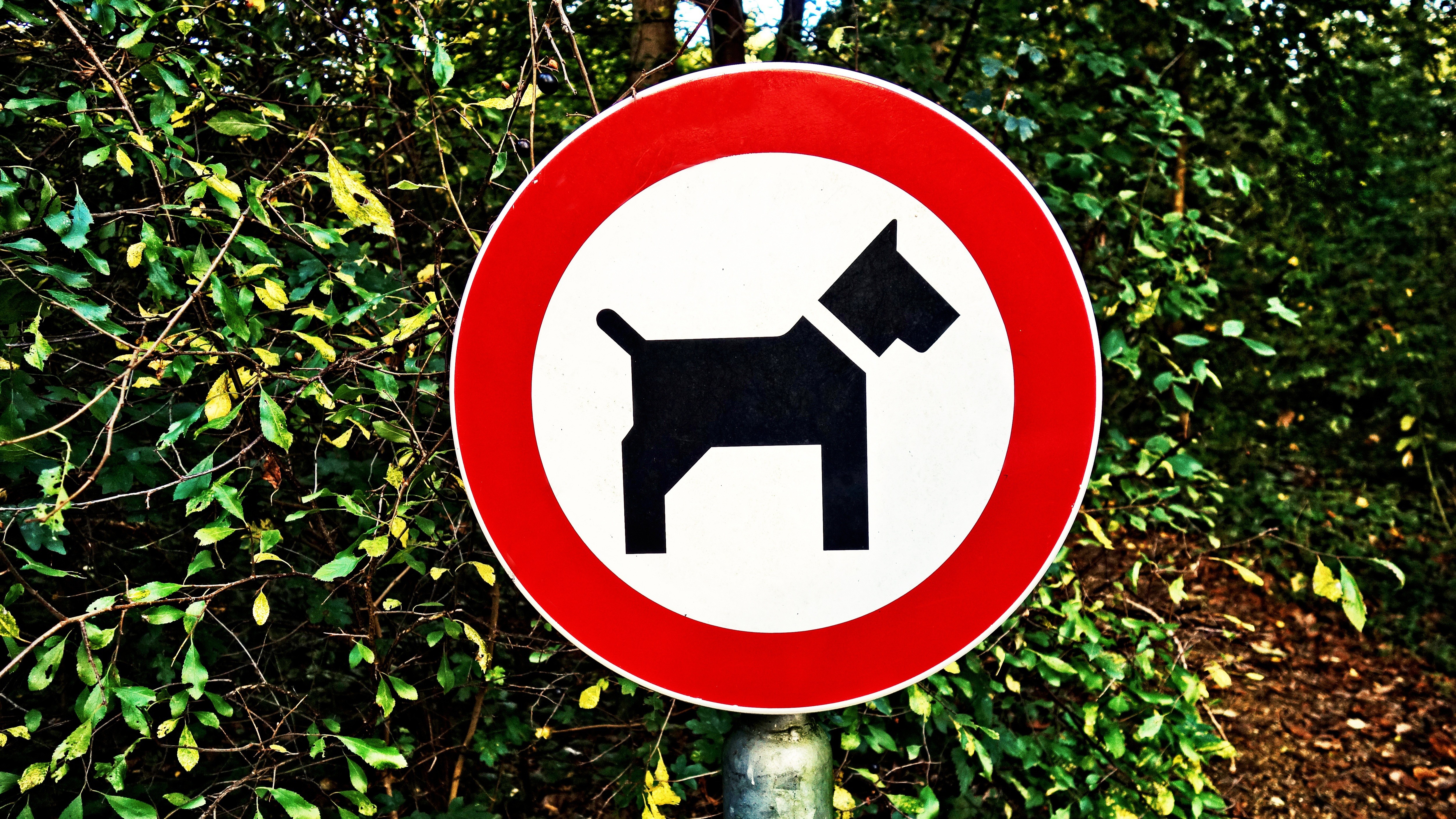 Foto: Tijdelijk geen honden toegestaan op deel Ermelosche Heide